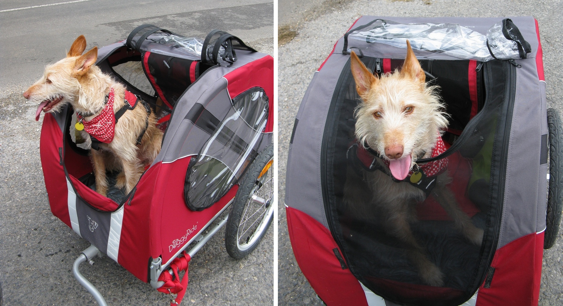 Dutchdog Doggyride